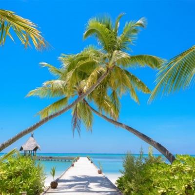 管家婆一码一肖资料大全下载手机版