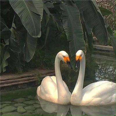 狗万manbet下载手机版