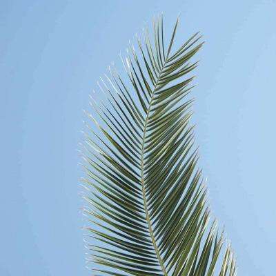 49图库资料免费大全资料澳门下载手机版