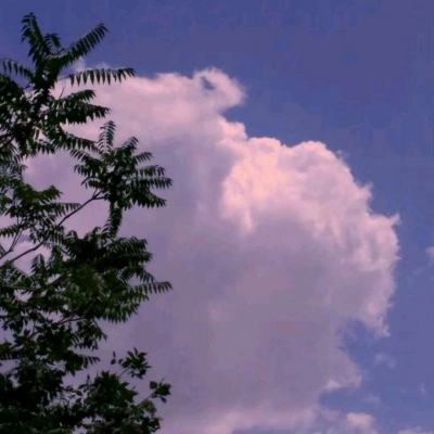 域网棋牌下载手机版